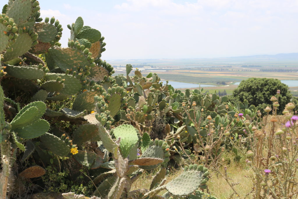 Israeli Environment