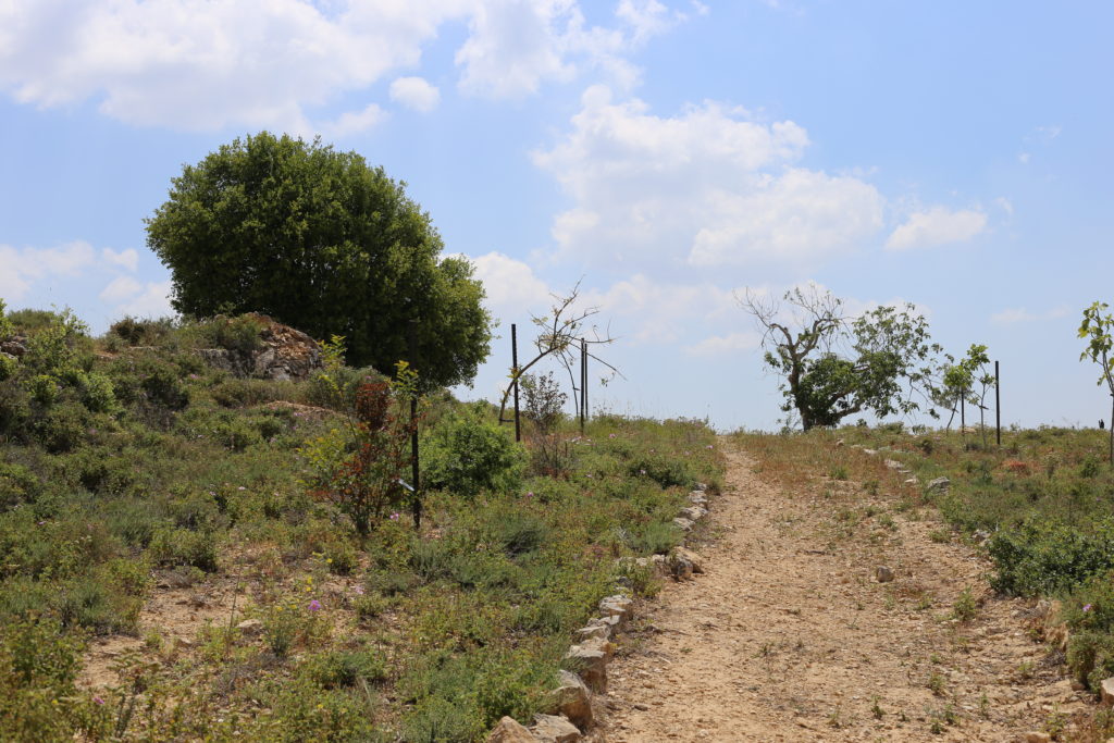 Israeli Environment